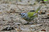 Green-backed Sparrow